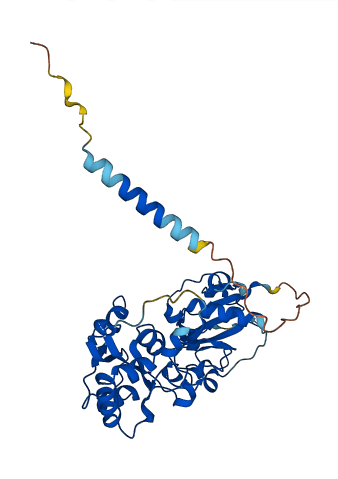 FUT6 3D structure