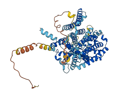 SLC7A2 3D structure