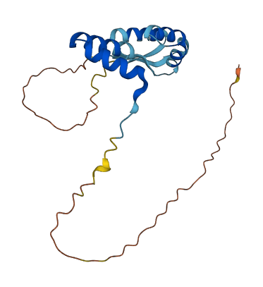 MRPL12 3D structure