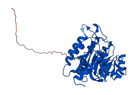 SUCLG1 3D structure