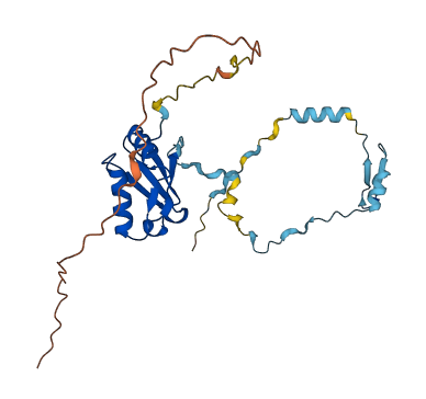 RCAN1 3D structure