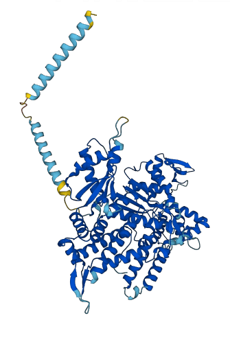 RARS1 3D structure