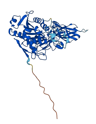 PNLIPRP1 3D structure
