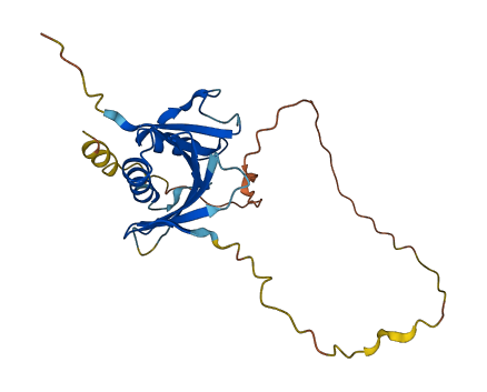 OAZ1 3D structure
