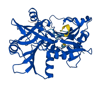 BCAT1 3D structure