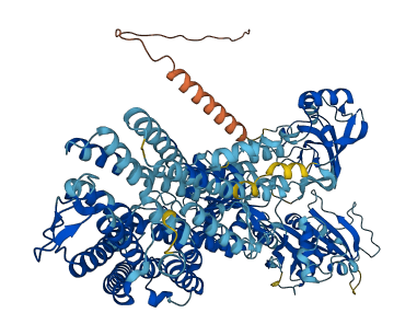 ATP12A 3D structure