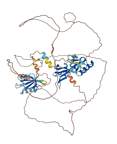 DVL1P1 3D structure