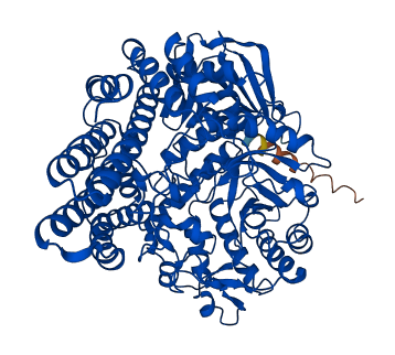 NAGLU 3D structure