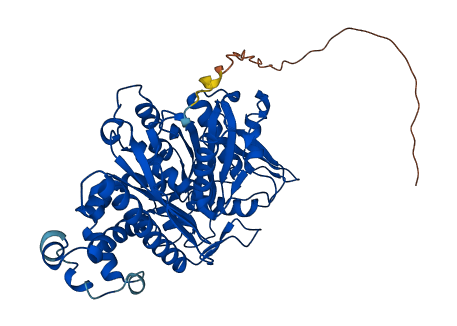 HMGCS2 3D structure