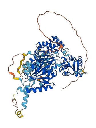 ALDH18A1 3D structure