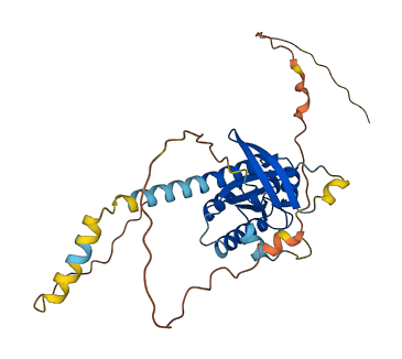 RRAD 3D structure