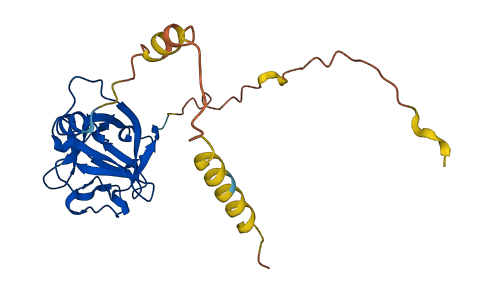 FGF8 3D structure