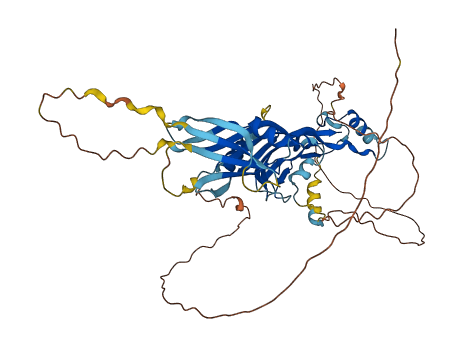 GDF10 3D structure