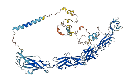 CDH8 3D structure