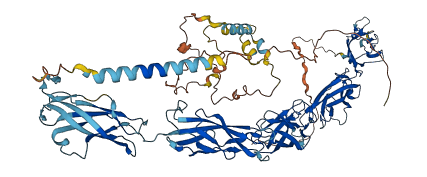 CDH15 3D structure