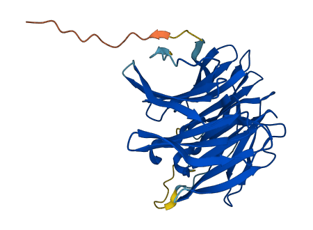 SEC13 3D structure