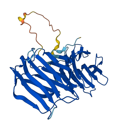 LGALS4 3D structure