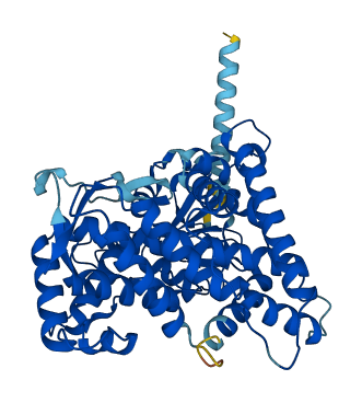 Cyp2a12 3D structure