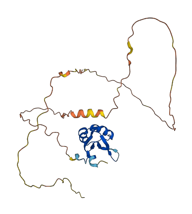 RBM11 3D structure
