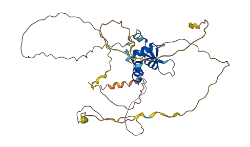 FOXL2 3D structure