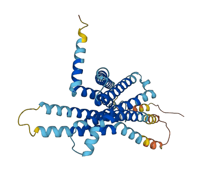 TAS2R39 3D structure