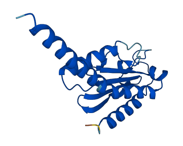 ARPC4 3D structure