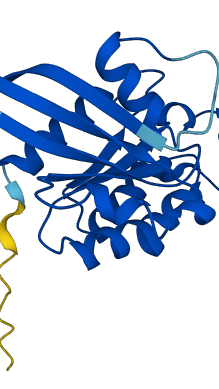 CDC42 3D structure