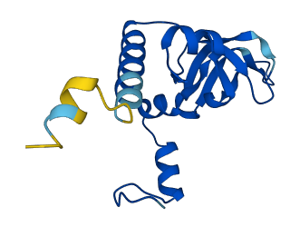 RPL26 3D structure