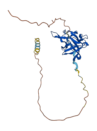 FGF12 3D structure