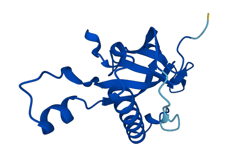 RPL27 3D structure