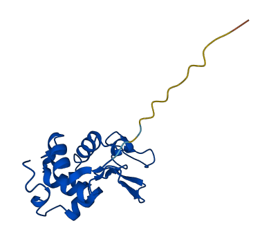 LYZ 3D structure