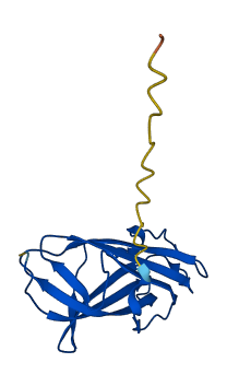 NPC2 3D structure