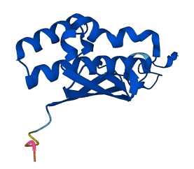 RPS16 3D structure