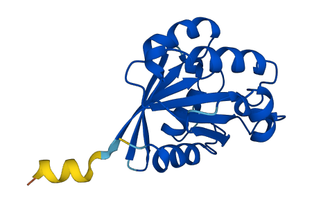 ARF6 3D structure