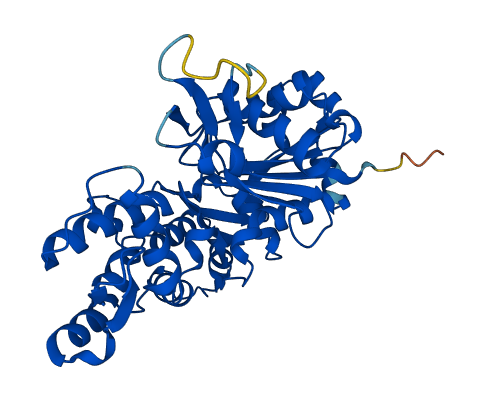 ACTA2 3D structure