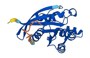 RHOB 3D structure