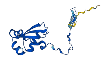RPL23A 3D structure