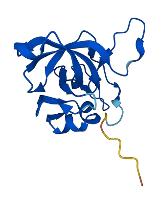 RPL23 3D structure