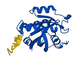 RAP1A 3D structure