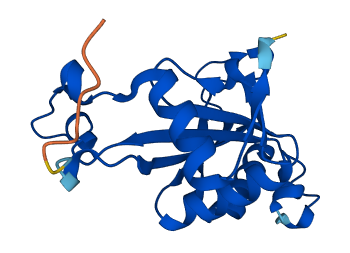 RPL11 3D structure