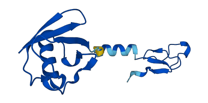 UBA52 3D structure