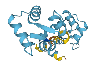 TNNC1 3D structure