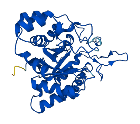 Akr1c6 3D structure