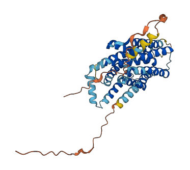SLC35A2 3D structure