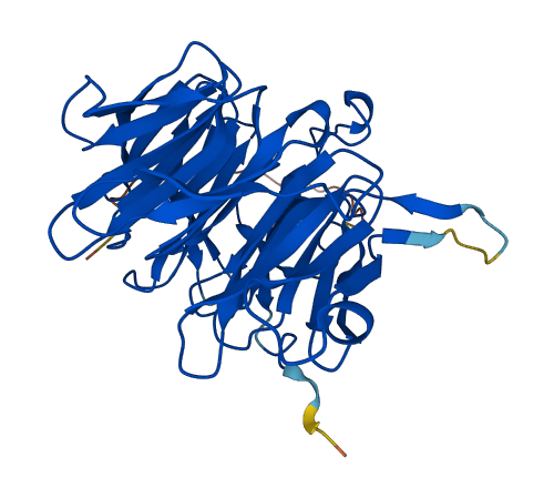 RAE1 3D structure