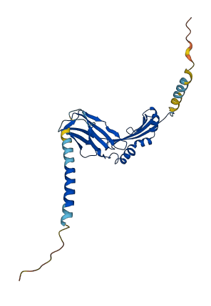 HLA-DRB3 3D structure