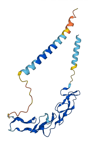 Tnfrsf26 3D structure