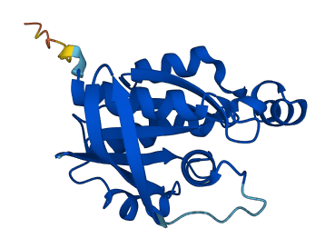 RHOG 3D structure