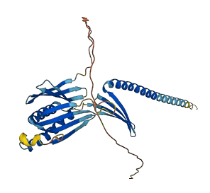 PURA 3D structure