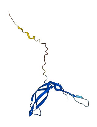 NDP 3D structure
